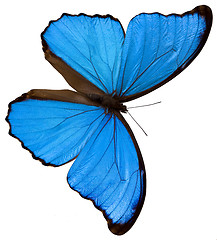 Image showing Blue butterfly