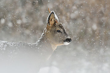 Image showing Roe deer in snowfall, winter