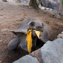 Image showing Tourist feeding Aldabra giant turtle on La Digue island, Seychelles.