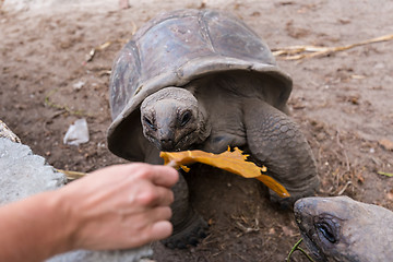 Image showing Tourist feeding Aldabra giant tortoises on La Digue island, Seychelles.