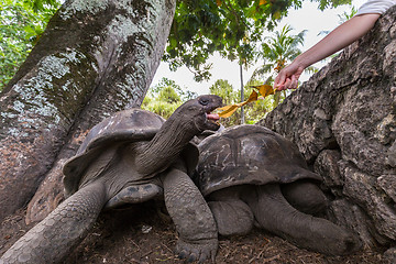 Image showing Tourist feeding Aldabra giant tortoises on La Digue island, Seychelles.