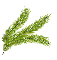 Image showing Fir Branch Isolated on White Background