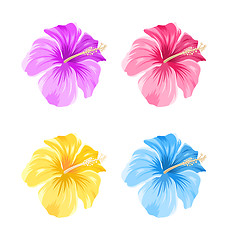 Image showing Set of Colorful Hibiscus Flowers Blossom Isolated 