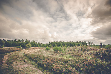 Image showing Prairie landscape with green trees and wild flowers