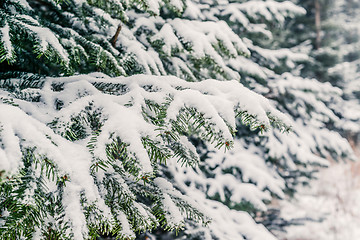 Image showing Snow on pine branches in the forest