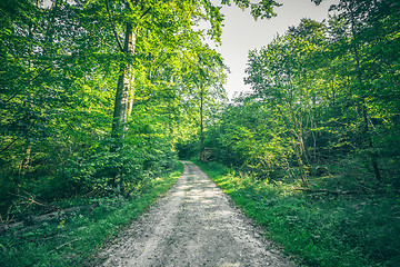 Image showing Forest landscape in the spring with a nature trail