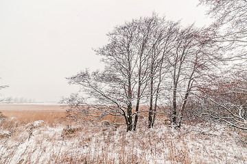 Image showing Trees on a meadow with snow
