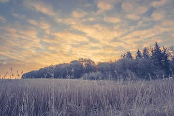 Image showing Winter landscape with trees and a sunrise