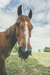 Image showing Horse with grass in the mouth