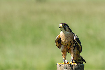 Image showing Small falcon on a wooden log