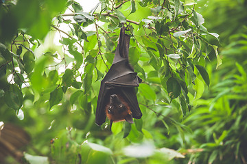 Image showing Bat hanging upside down in a green rainforest