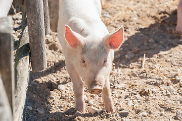 Image showing Cute pink pig in a barnyard