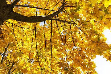 Image showing maple trees in the fall