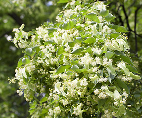 Image showing flowering linden trees