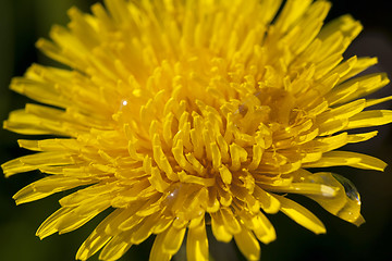 Image showing yellow dandelions in spring