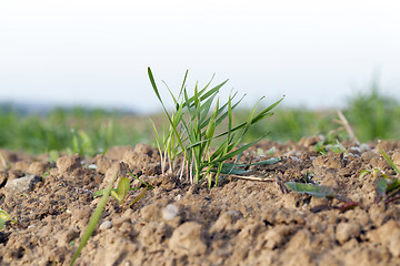 Image showing young grass plants, close-up