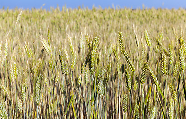 Image showing mature cereal, close-up