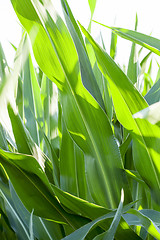 Image showing Field with corn