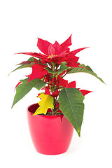 Image showing christmas flower red Poinsettia