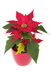 Image showing christmas flower red Poinsettia