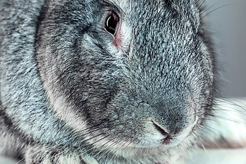 Image showing European rabbit or common rabbit, 2 months old, Oryctolagus cuniculus against gray background