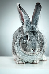 Image showing European rabbit or common rabbit, 2 months old, Oryctolagus cuniculus against gray background