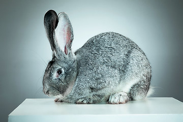 Image showing European rabbit or common rabbit, 2 months old, Oryctolagus cuniculus against gray background