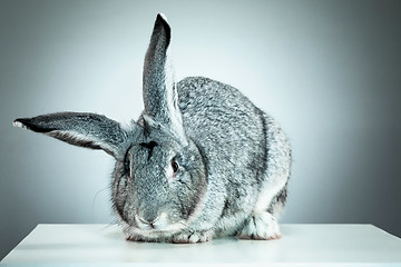 Image showing European rabbit or common rabbit, 2 months old, Oryctolagus cuniculus against gray background