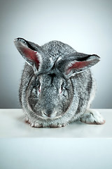 Image showing European rabbit or common rabbit, 2 months old, Oryctolagus cuniculus against gray background