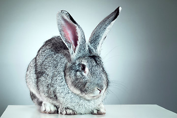 Image showing European rabbit or common rabbit, 2 months old, Oryctolagus cuniculus against gray background