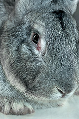 Image showing European rabbit or common rabbit, 2 months old, Oryctolagus cuniculus against gray background