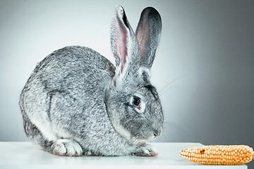 Image showing European rabbit or common rabbit, 2 months old, Oryctolagus cuniculus