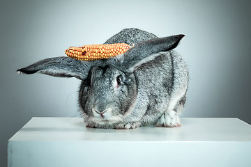 Image showing European rabbit or common rabbit, 2 months old, Oryctolagus cuniculus