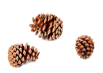 Image showing Three big pine cones