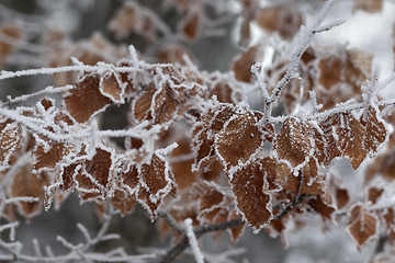 Image showing Frozen tree branch with autumn leaves