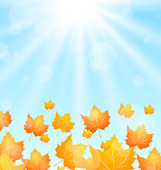 Image showing Autumn Flying Maples in Blue Sky