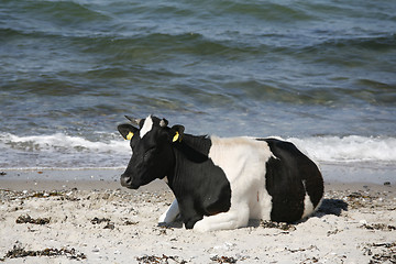 Image showing Cow by the sea