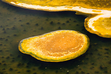 Image showing Yellowstone National Park, Utah, USA