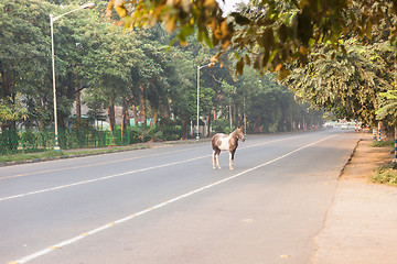 Image showing Horse on the street