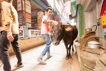 Image showing Passerby and cow, Varanasi, India