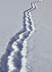 Image showing Footsteps in the snow