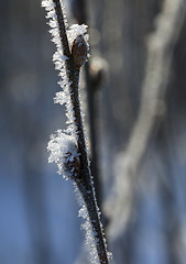 Image showing Frosty twig with buds