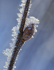 Image showing Frosty twig with buds