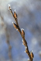 Image showing Frosty twig with buds