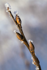 Image showing Frosty twig with buds