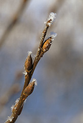 Image showing Frosty twig with buds