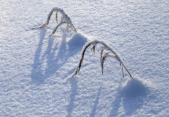 Image showing Grass in the snow