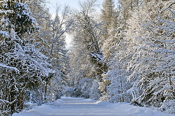 Image showing Winter alley on a sunny day