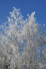 Image showing Birch covered with frost