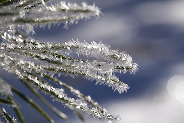 Image showing Fir tree branch with frost